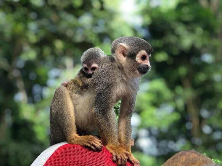 酒店 Yurupary Amazonas