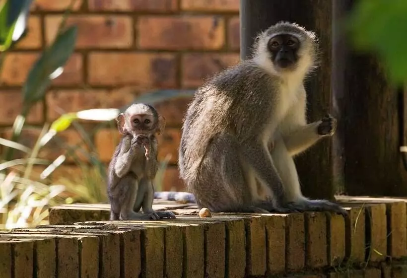 هتل Cambalala   Luxury Units   In Kruger Park Lodge   Serviced Daily, Free Wi Fi