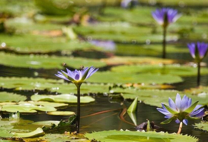 בית מלון כפרי Cambalala   Luxury Units   In Kruger Park Lodge   Serviced Daily, Free Wi Fi