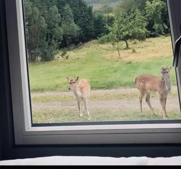 リゾートホテル Enniskeen Estate & Forest Spa   Boutique Riverside Glamping Cabins