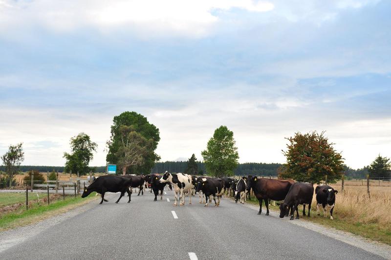 Hotel Rabbit Island Huts