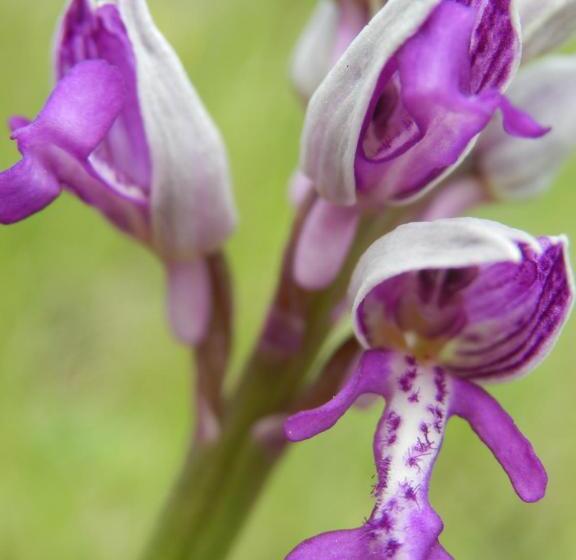 مبيت وإفطار L'estapade Des Tourelons