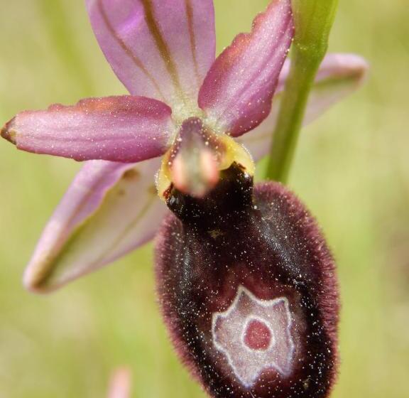 مبيت وإفطار L'estapade Des Tourelons