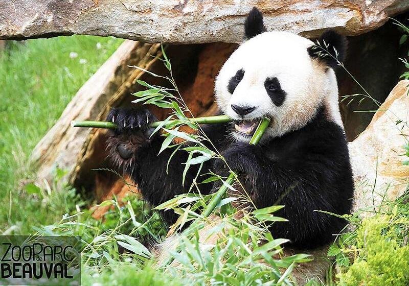 ホテル Ibis Budget Amboise