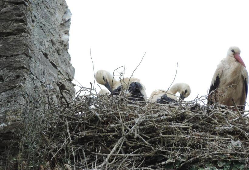 B&b Les Oiseaux De Passage