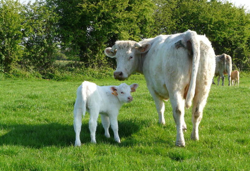 ベッドアンドブレックファースト Ferme De Riou