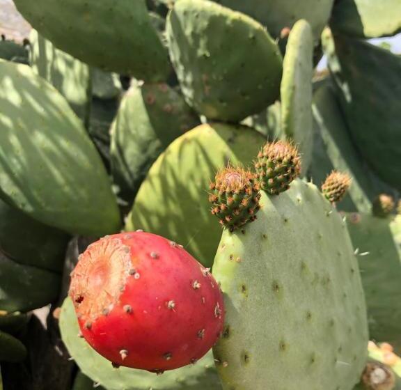 צימר Fiore Di Machja