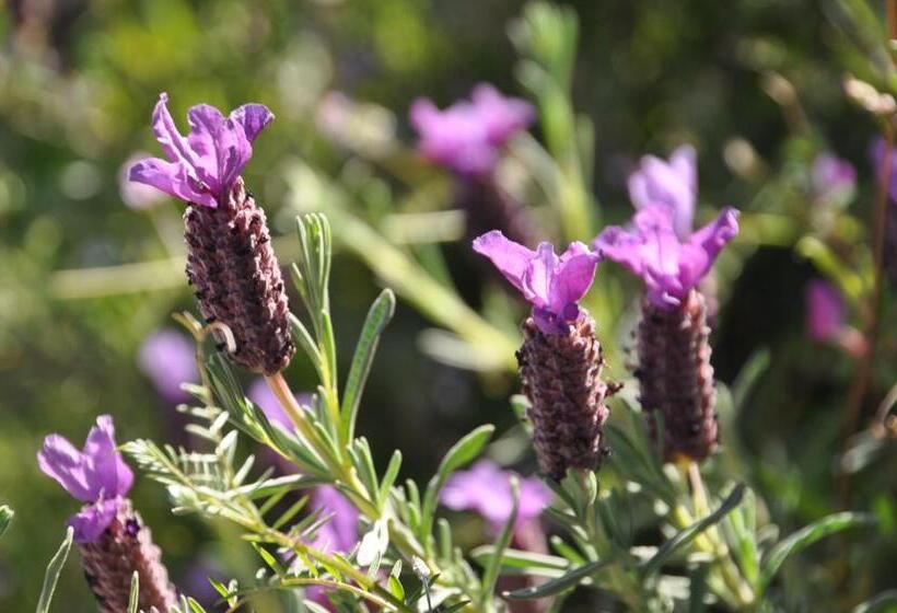 צימר Fiore Di Machja