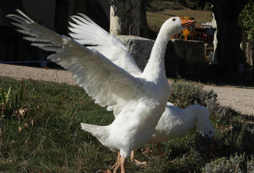 Bed and Breakfast La Fontaine