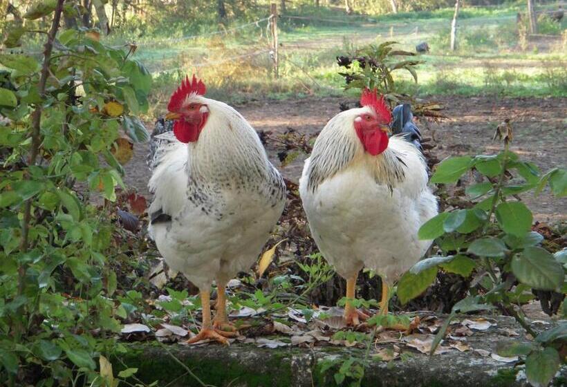 צימר La Nesquière Chambres D Hôtes