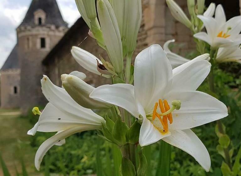 مبيت وإفطار Le Logis De La Pataudière