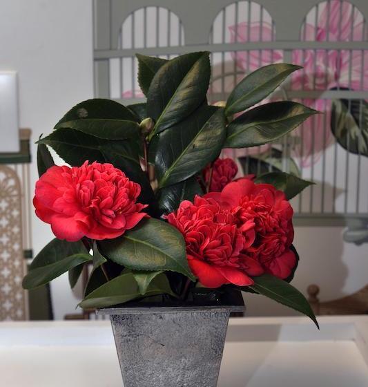 مبيت وإفطار La Demeure De L'ile