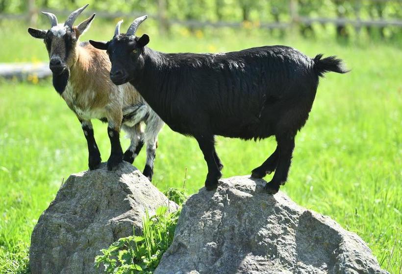 Отель Montfort Schlössle