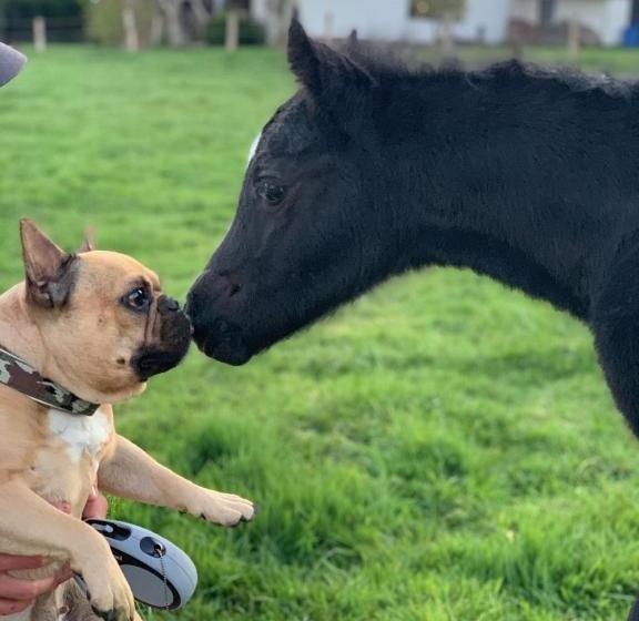 Отель Ponyhof Naeve Am Wittensee
