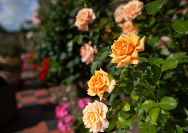 مبيت وإفطار Goss Hall