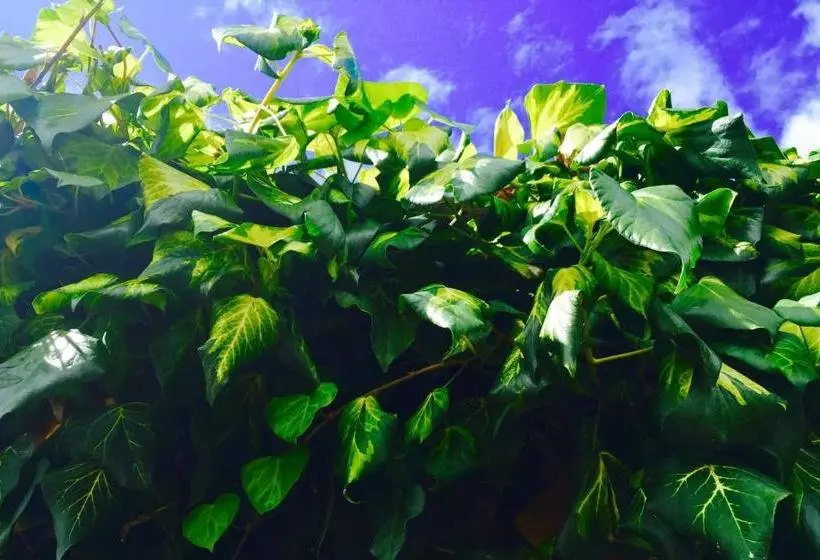 هتل Walter De Cantelupe Inn