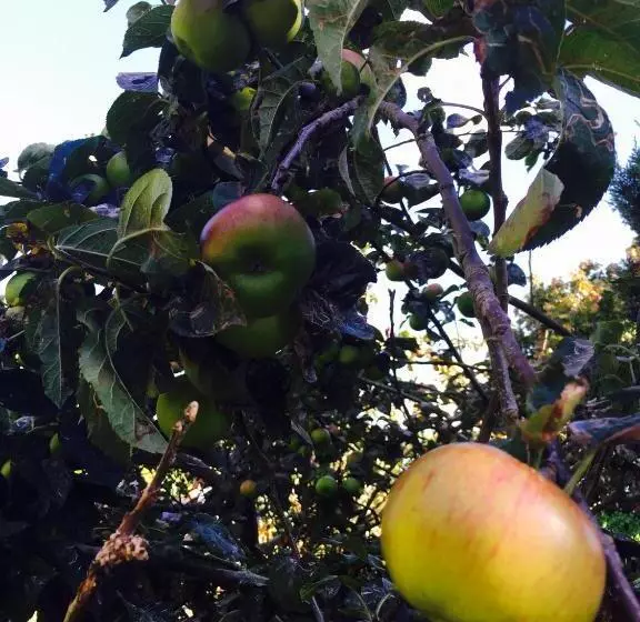 هتل Walter De Cantelupe Inn