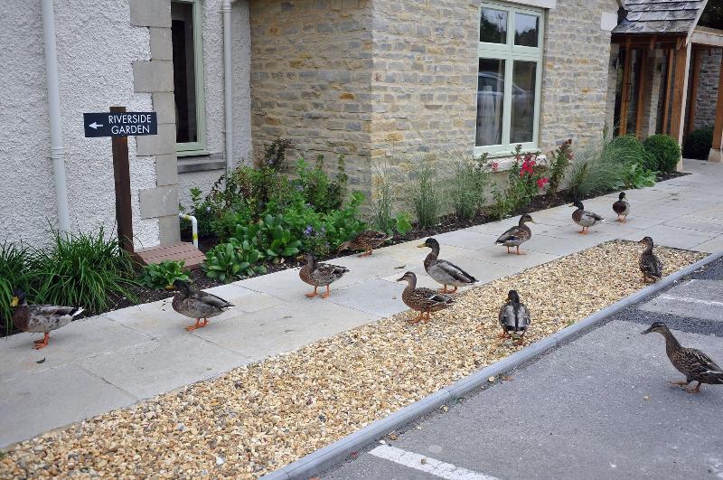 فندق Wild Thyme & Honey