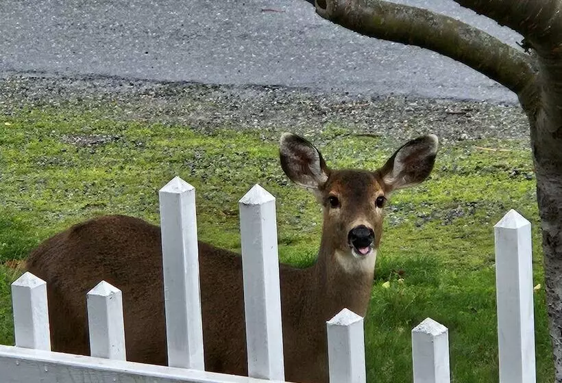 Aamiaismajoitus (B&B) Starrett House