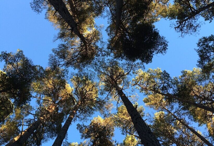 The Dell Of Abernethy