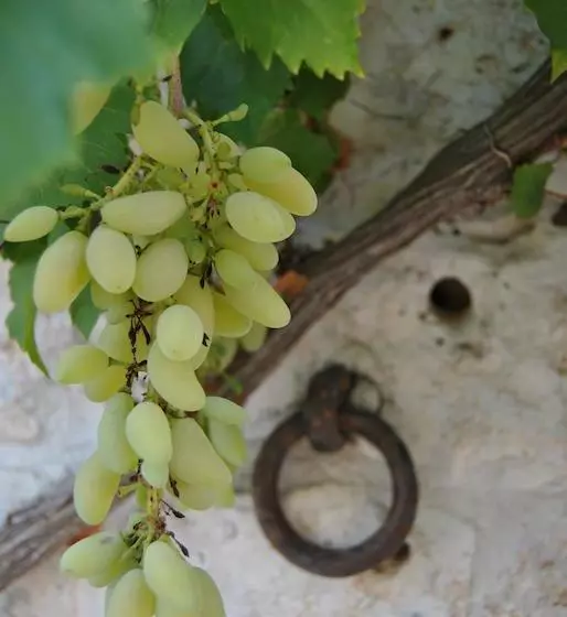 هتل Trulli Gallo Rosso