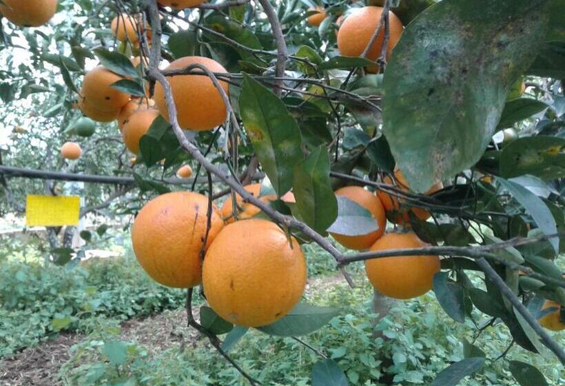 Hotel La Mimosa Case Vacanze