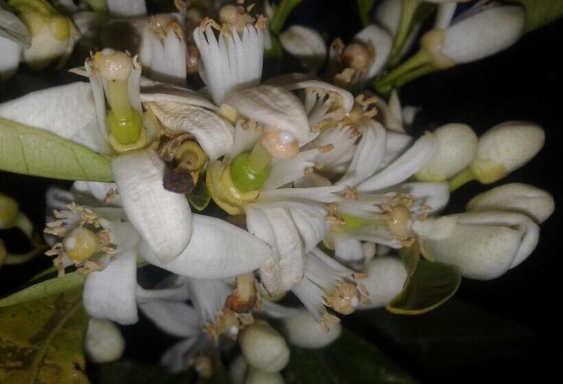 Hotel La Mimosa Case Vacanze