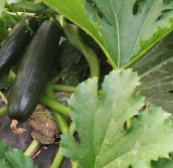 Hotel La Mimosa Case Vacanze