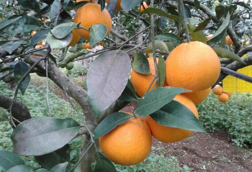 Hotel La Mimosa Case Vacanze