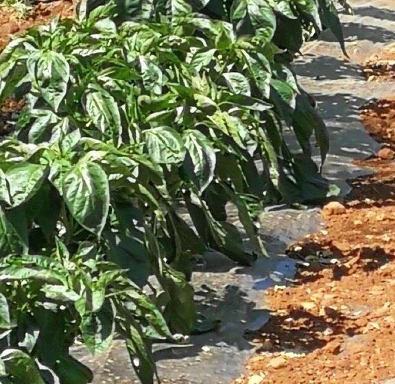 Hotel La Mimosa Case Vacanze