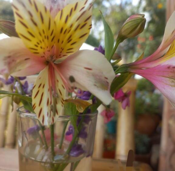 Pension Cabaña Campestre Bhumi