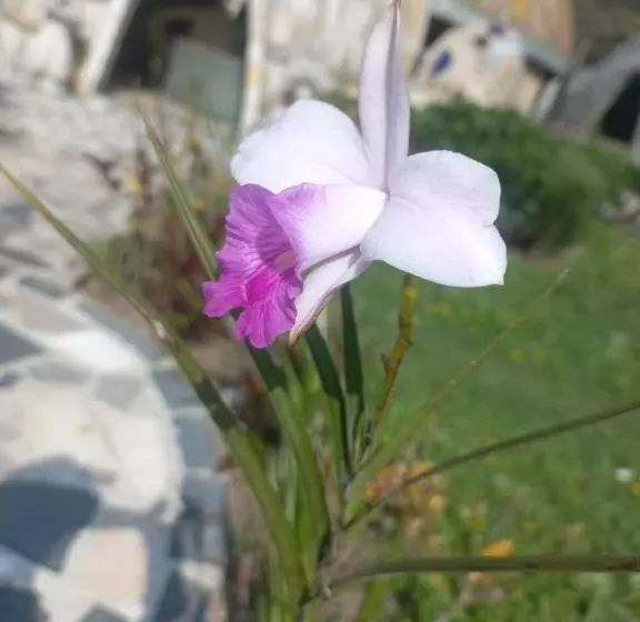ペンション Cabaña Campestre Bhumi