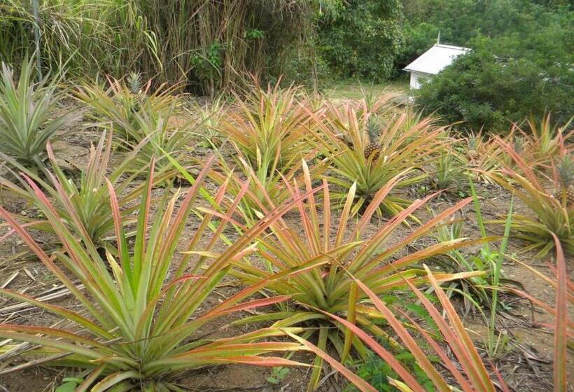 酒店 Centro Vacacional Recreasana