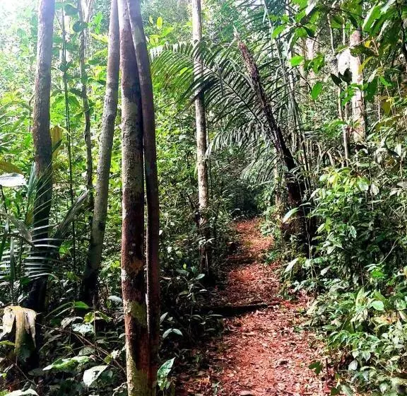 ペンション Luz Amazônia Lodge