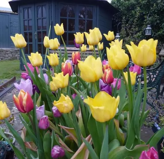Aamiaismajoitus (B&B) Park House