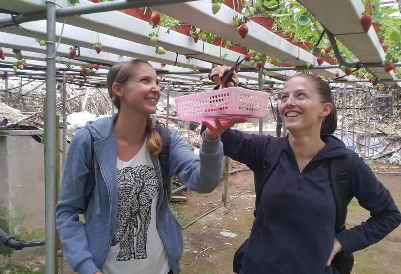 הוסטל Alora Budget Inn