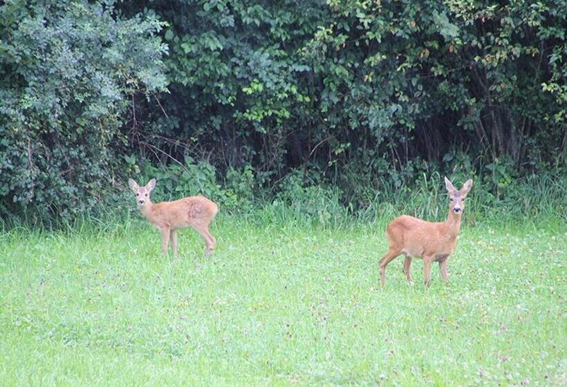 Pensão Goldvogel Apartments
