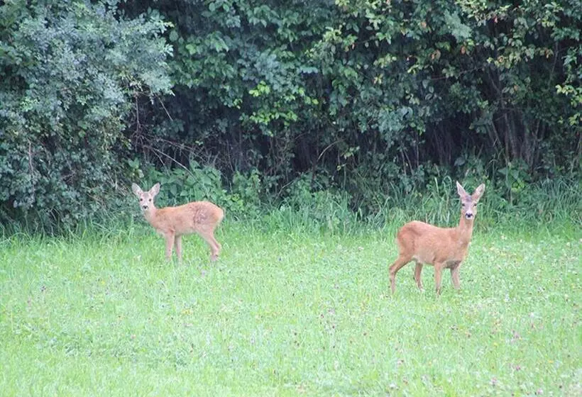 Majatalo Goldvogel Apartments