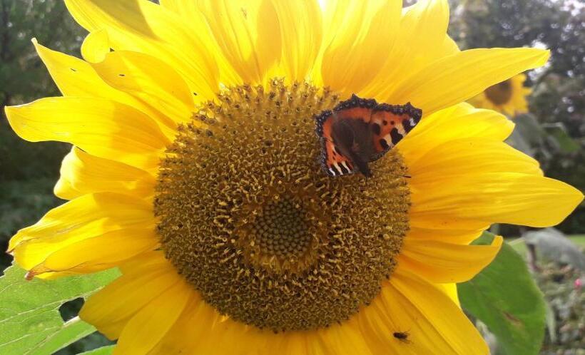 פנסיון Newlands Lodge