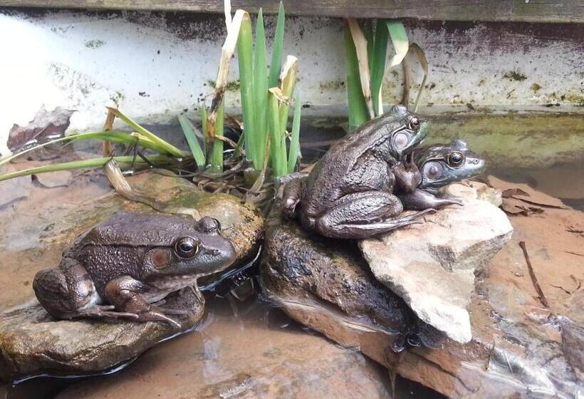 Kountry Living Bed And Breakfast