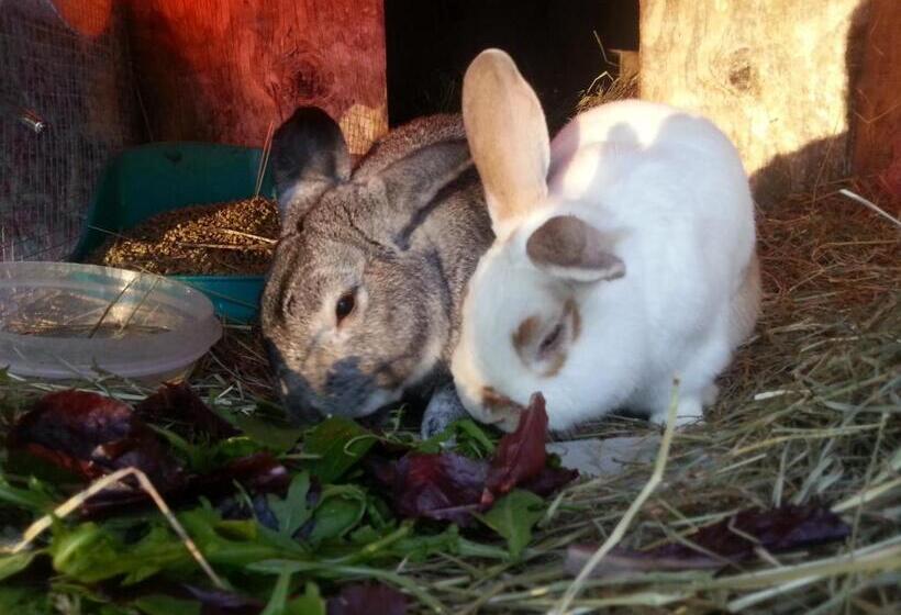 Kountry Living Bed And Breakfast