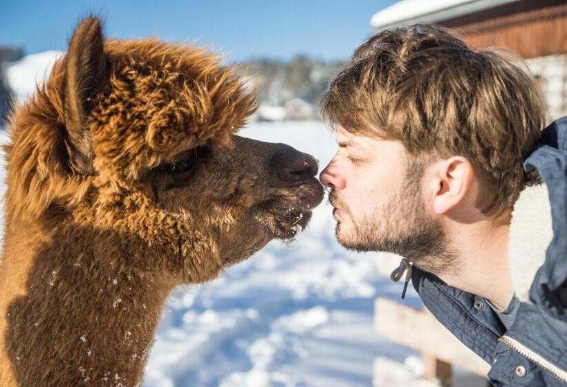 住宿加早餐 Das Franzl Bett & Brot