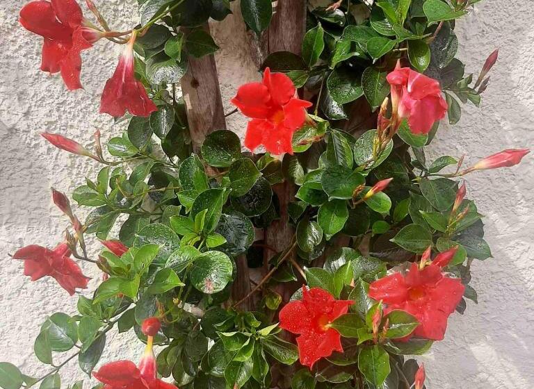 تختخواب و صبحانه Golden Lion