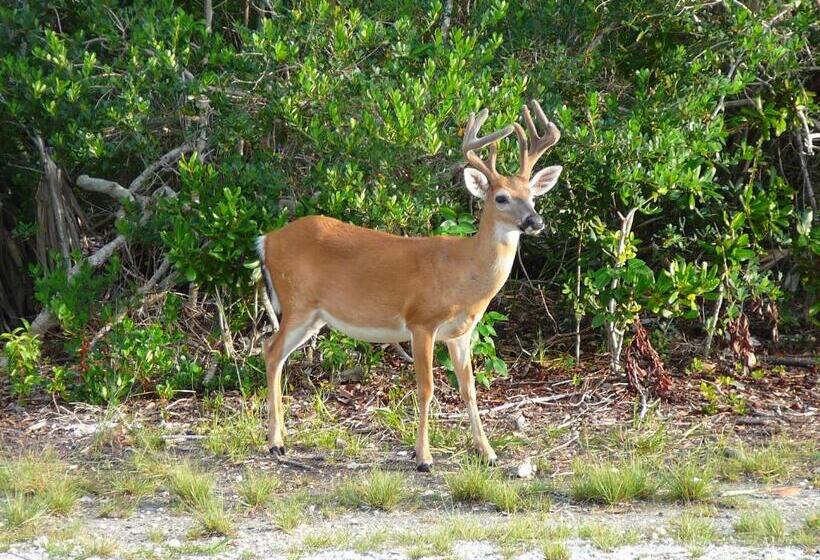 צימר Harbour View