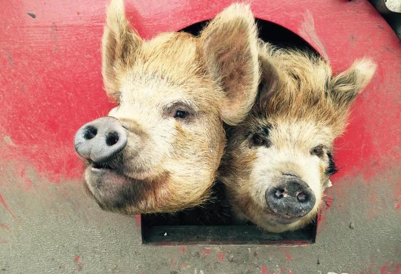 Kilcommon Lodge Holiday Hostel