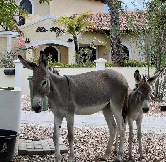 هتل Diver's Paradise Bonaire
