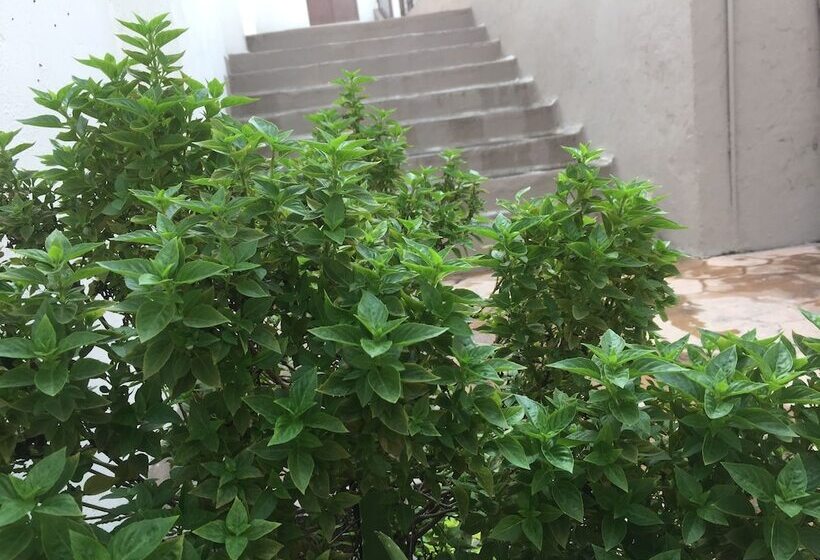 Szálloda Suites Ripoll Córdoba