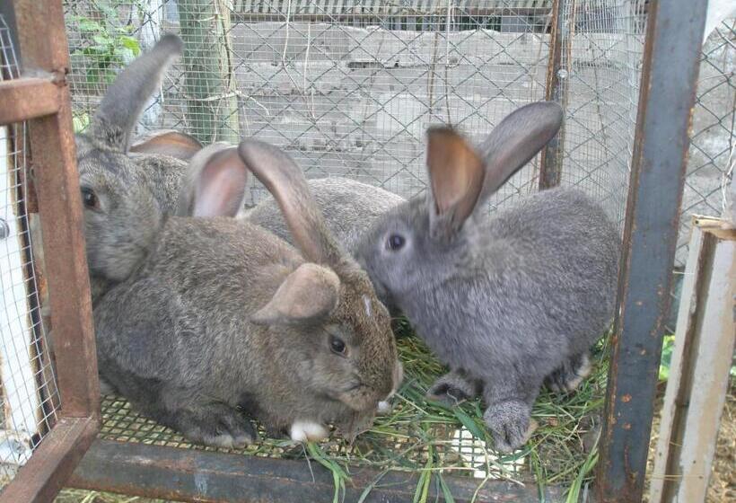 Aamiaismajoitus (B&B) Armenia Guesthouse