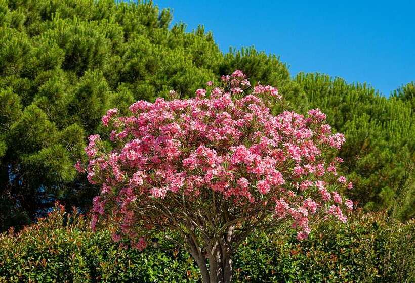 La Villa Roméo   Piscine & Spa