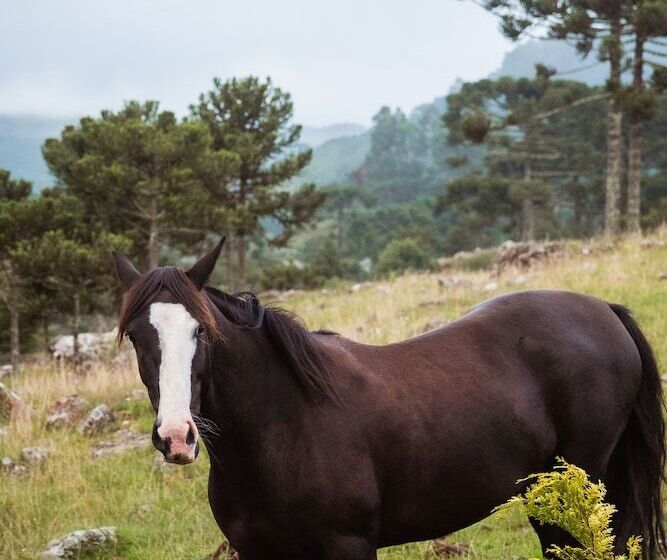Recanto Das águas Urubici Sc